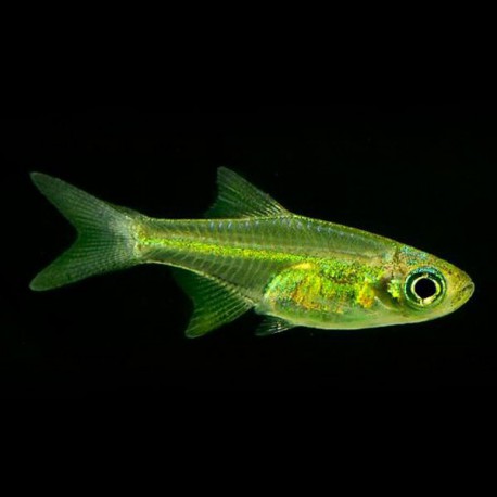 Rasbora kubotai 1,5-2 cm