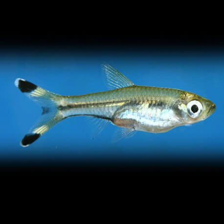 Rasbora trilineata 3,5 - 4,5 cm