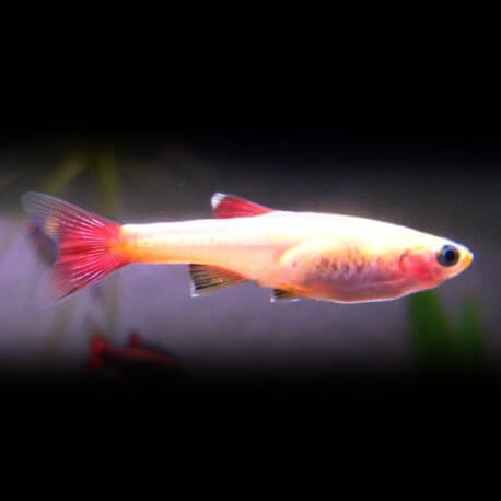 Tanichthys albonubes gold 2,5 cm