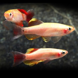 Tanichthys albonubes gold long 3cm