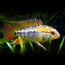 Apistogramma VIEJITA M