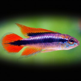 Apistogramma agassizi double rouge M