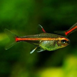 Hemigrammus erythrozonus "GRACILIS" M