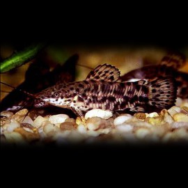 Hoplosternum thoracatum P