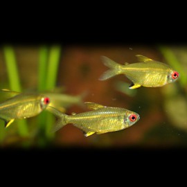 Hyphessobrycon pulchripinnis "tetra citron" M