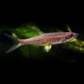 Rasbora pauciperforata L