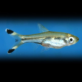 Rasbora trilineata L