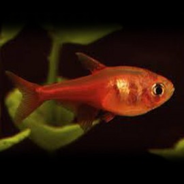 Hyphessobrycon flammeus orange M