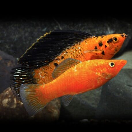 Poecilia velifera leopard rouge L