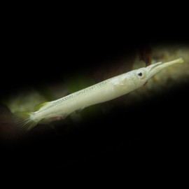 DERMOGENUS PUSILLUS ALBINOS M