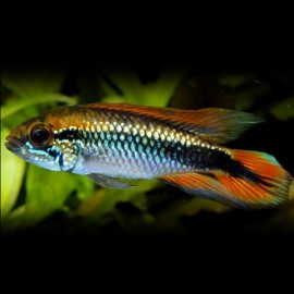 apistogramma AGASSIZII M                