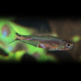 BRITTANICHTHYS AXELRODI "sauvage" M