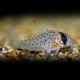 CORYDORAS ATROPERSONATUS L