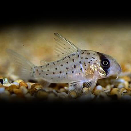 CORYDORAS ATROPERSONATUS L