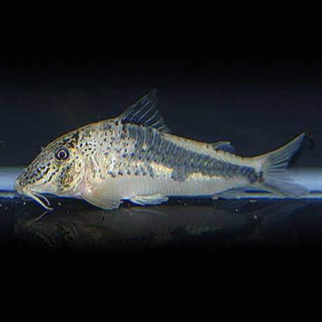 CORYDORAS FOWLERI L