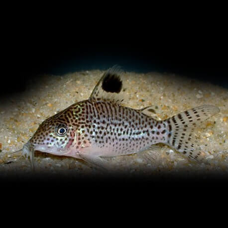 CORYDORAS LEOPARDUS L