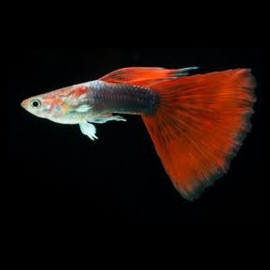 GUPPY TUXEDO ROUGE M