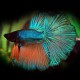 BETTA SPLENDENS HALF MOON MALE L