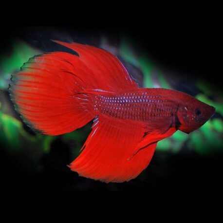 BETTA SPLENDENS MALE XL