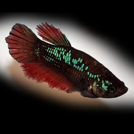 BETTA SPLENDENS HALF MOON FEMELLE M