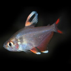 Hyphessobrycon BENTOSI BLANC VOILE-97 P/M