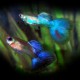 GUPPY BLEU DIAMANT M