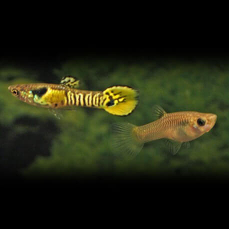 GUPPY ENDLER TIGRE MALE/FEMELLE M