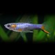 GUPPY ENDLER BLEU MALE/FEMELLE M