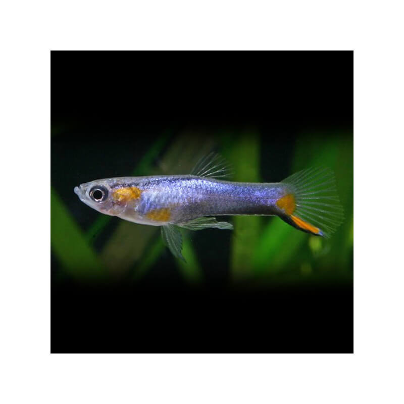 GUPPY ENDLER BLEU MALE/FEMELLE M - Univers Aquatique