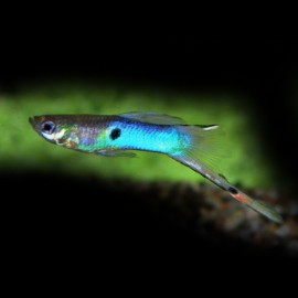 Guppy Japon Male/femelle M