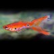 Guppy Double Epee Rouge M