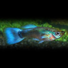 GUPPY NEON BLEU M