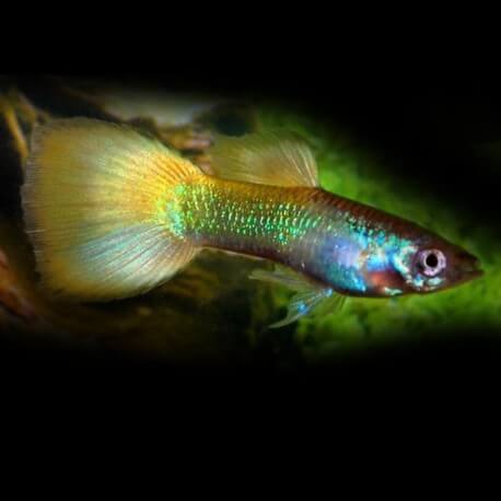 GUPPY NEON JAUNE M