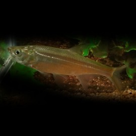 MEGALOPS SP. NIGERIA P (8-10 CM)