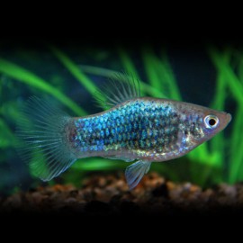 PLATY NEON BLEU TUXEDO M