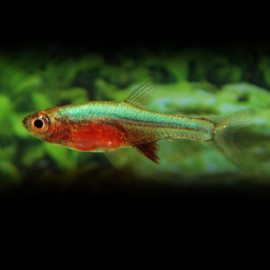 RASBORA AXELRODI BLEU M