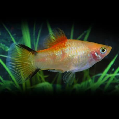 PLATY NEON VICTORY JAUNE M 