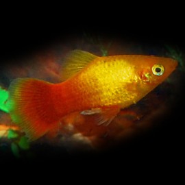 PLATY NEON MARIGOLD M