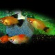 PLATY VOILE ASSORTIS M