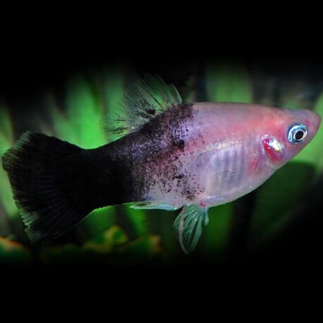 PLATY PANDA M