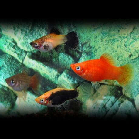 PLATY ASSORTIS M