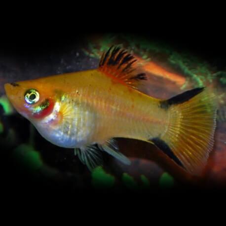 PLATY VICTORY JAUNE M 