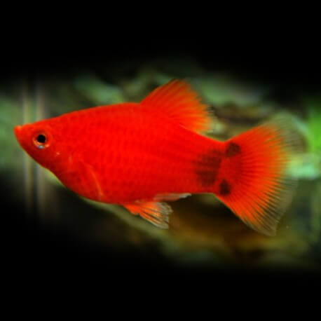 PLATY CORAIL ROUGE MICKEY MOUSE M