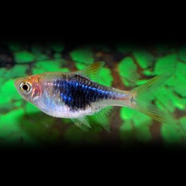 RASBORA HETEROMORPHA BLEU M