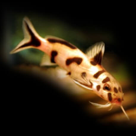 SYNODONTIS POLLY BLANC ZAIRE P/M 