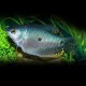 GOURAMI TRICHOPTERUS BLEU M/L