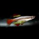 TANICHTHYS ALBONUBES VOILE M/L