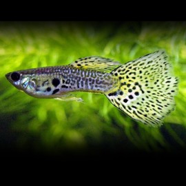 Poecilia reticulata « guppy » mâle leopard 3-3,5cm