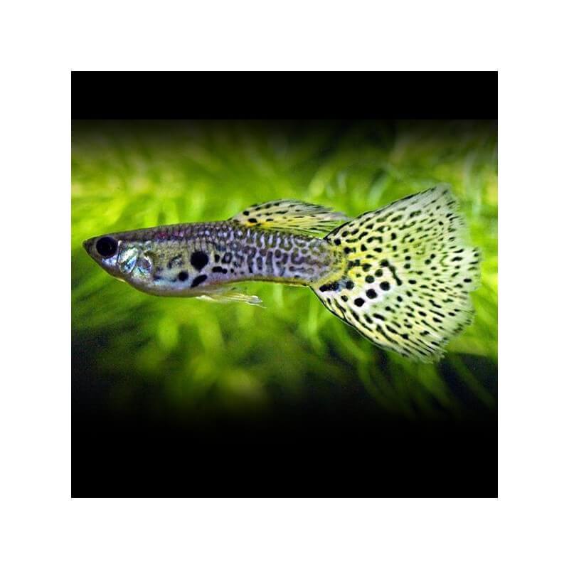 Poecilia Reticulata Guppy Mâle Leopard 35 4cm Univers Aquatique