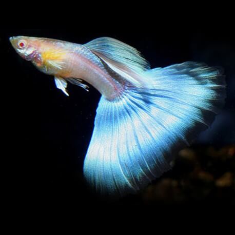 Poecilia reticulata « guppy » mâle japan blue sky XL